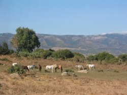 lapena campo