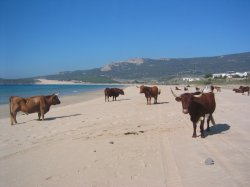 bolonia