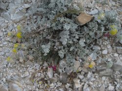Blumen